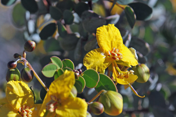 Baja California Senna has clusters of yellow, pea-like flowers; the fruit is a pod. Senna purpusii